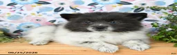Pomeranian dogs for sale: Chippy - Ad 3