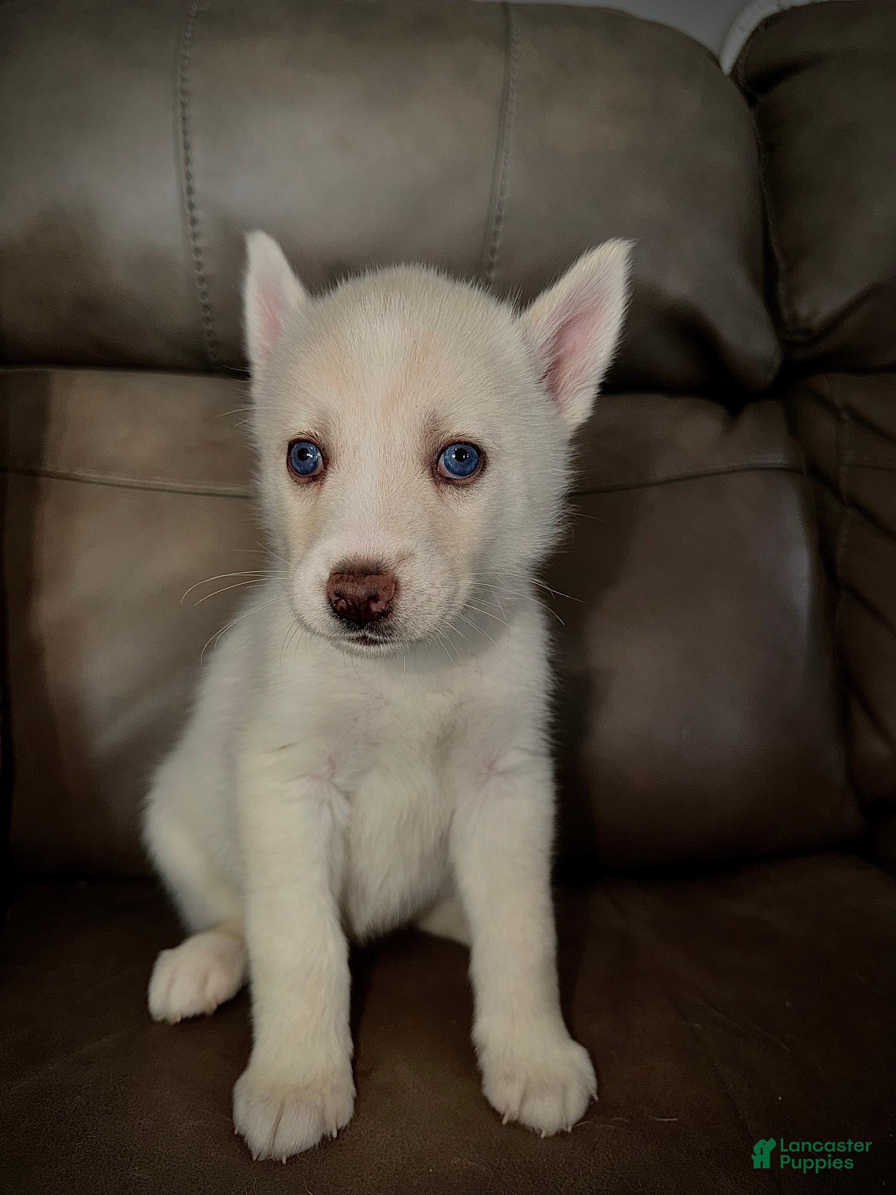 Siberian Husky Puppy 5 light pink collar 