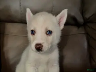 Siberian Husky dogs Siberian Husky Puppy 5 light pink collar - Ad 38