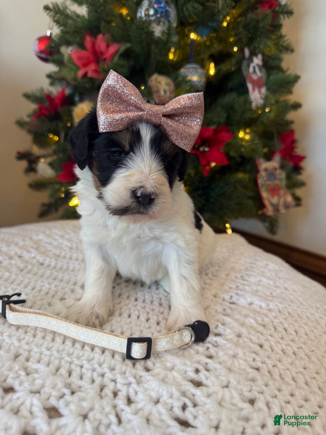 Mixed Breed dogs for sale: Francesca - Ad 4