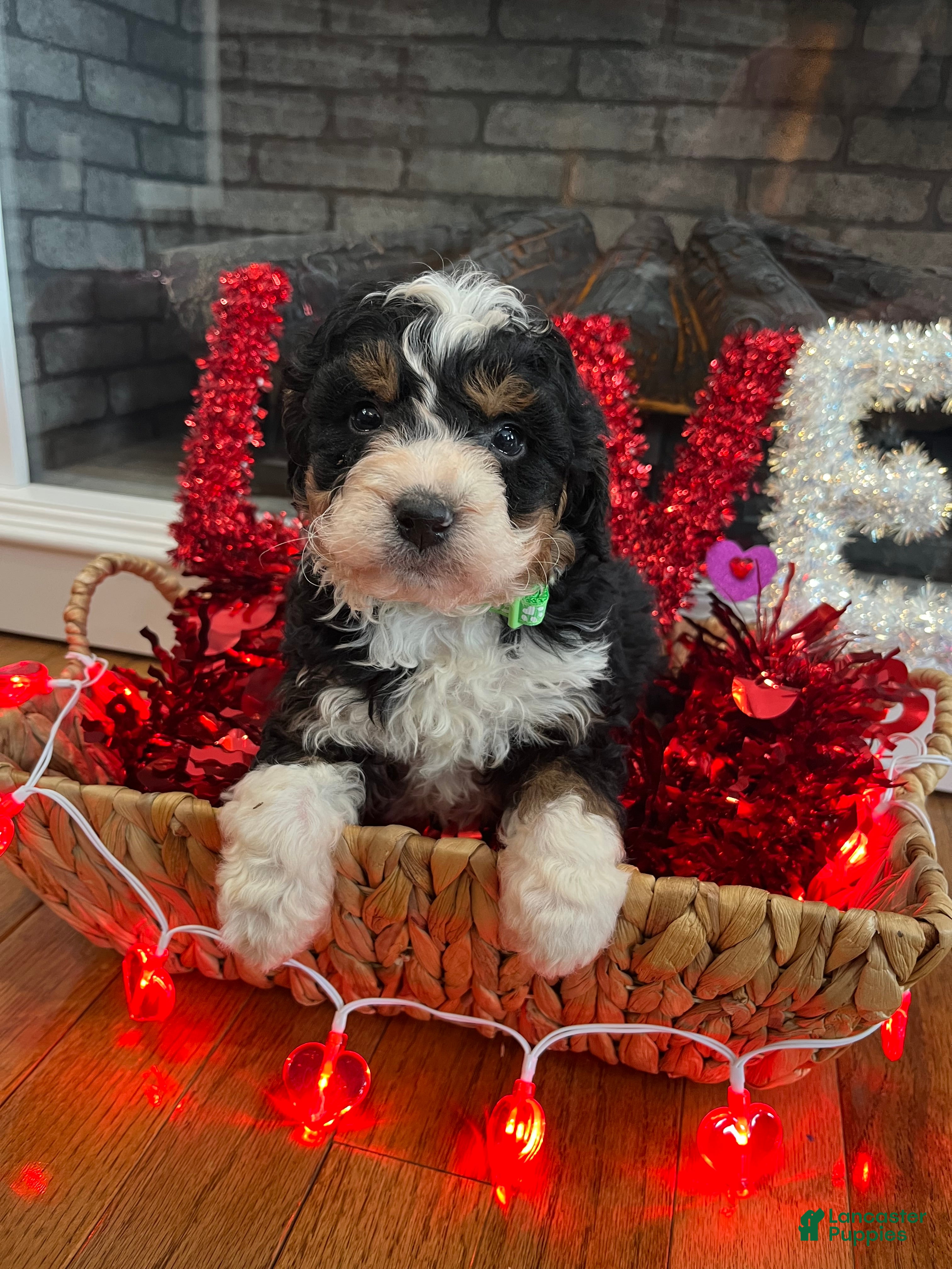 Mini Bernedoodle dogs Whiskey  - Ad 2