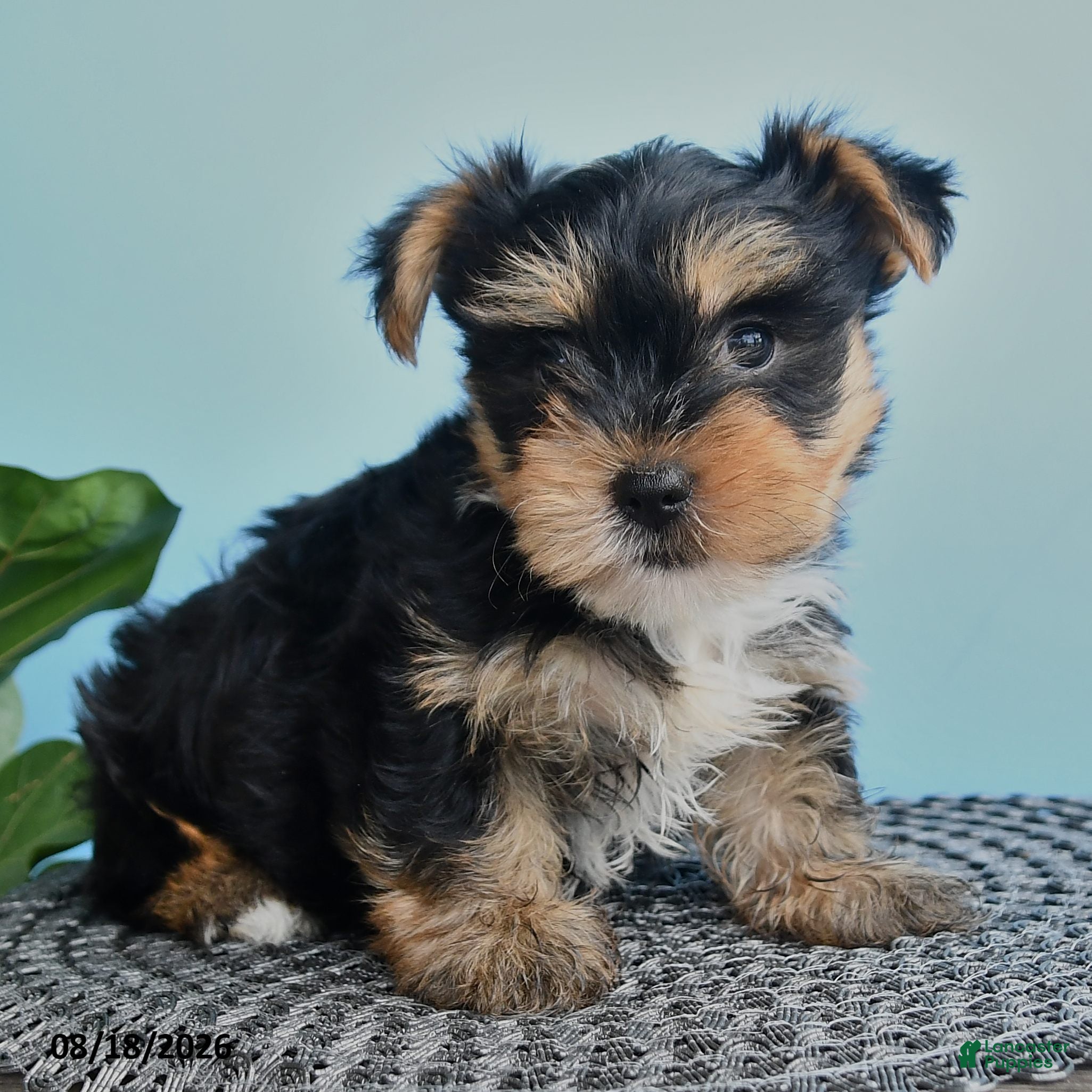 Yorkshire Terrier dogs Edward - Ad 2