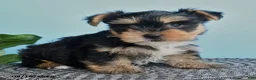 Yorkshire Terrier dogs for sale: Edward - Ad 2