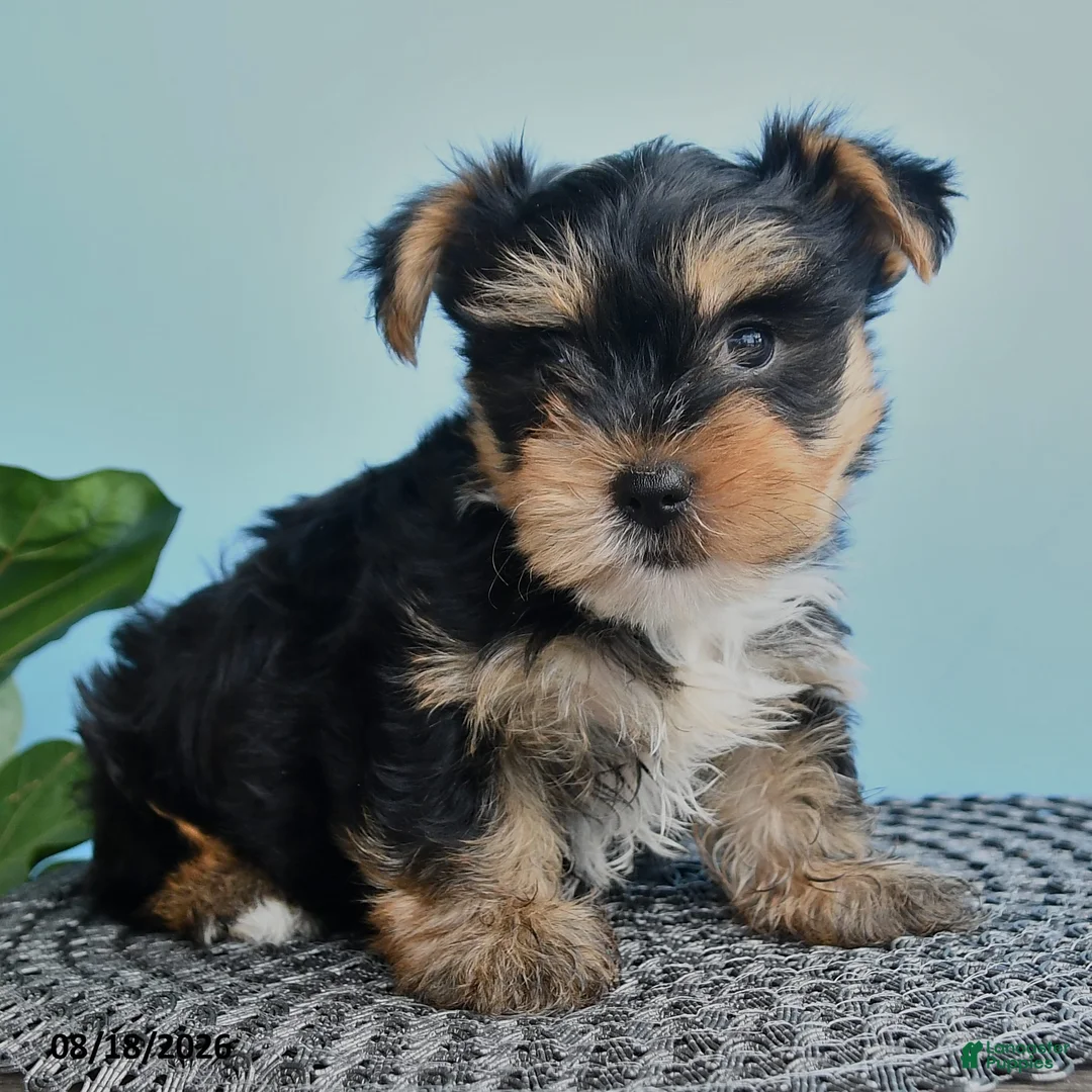 Yorkshire Terrier dogs for sale: Edward - Ad 2