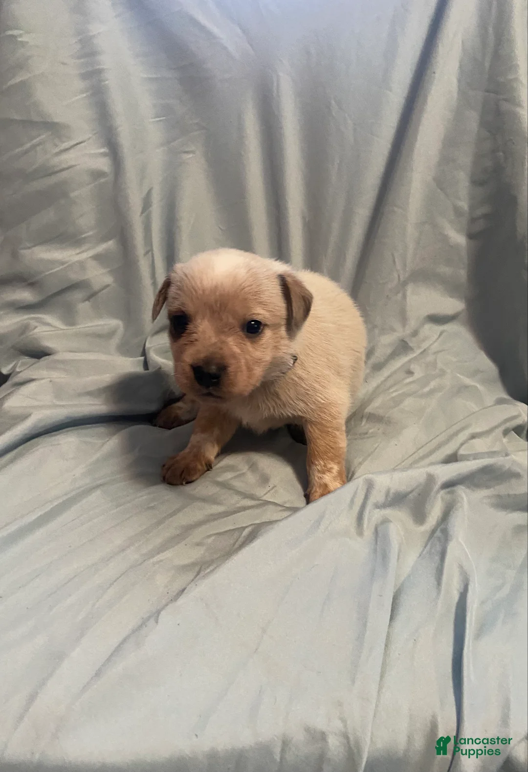 Australian Cattle Dog dogs for sale: Australian Cattle Dog Puppy 1 - Ad 1