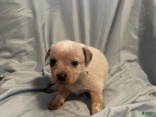 Australian Cattle Dog dogs Australian Cattle Dog Puppy 1 - Ad 39