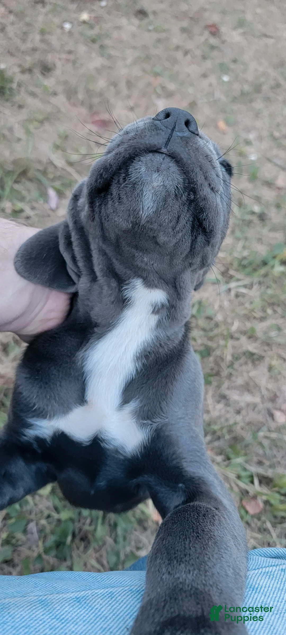 Cane Corso dogs for sale: Cane Corso 2 - Ad 1