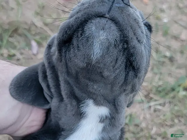 Cane Corso dogs for sale: Cane Corso 2 - Ad 1