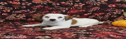 Jack Russell Terrier dogs for sale: Stella - Ad 3