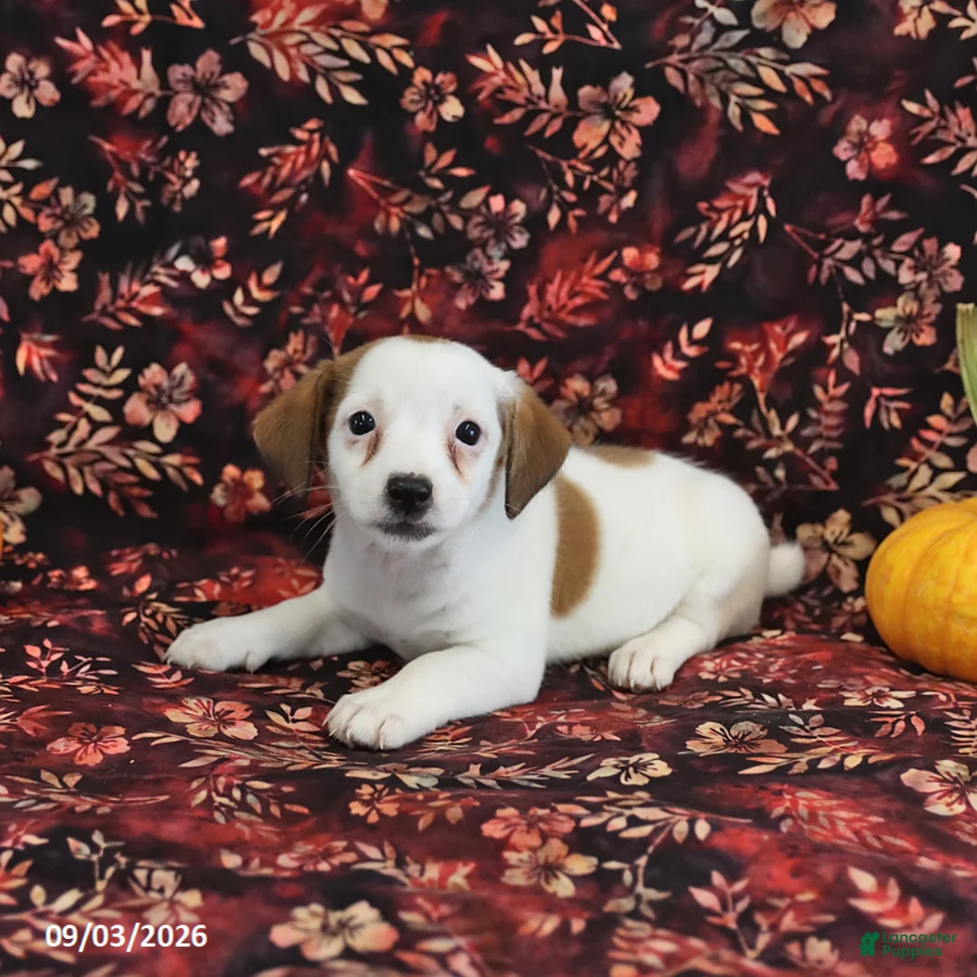 Jack Russell Terrier dogs for sale: Stella - Ad 3