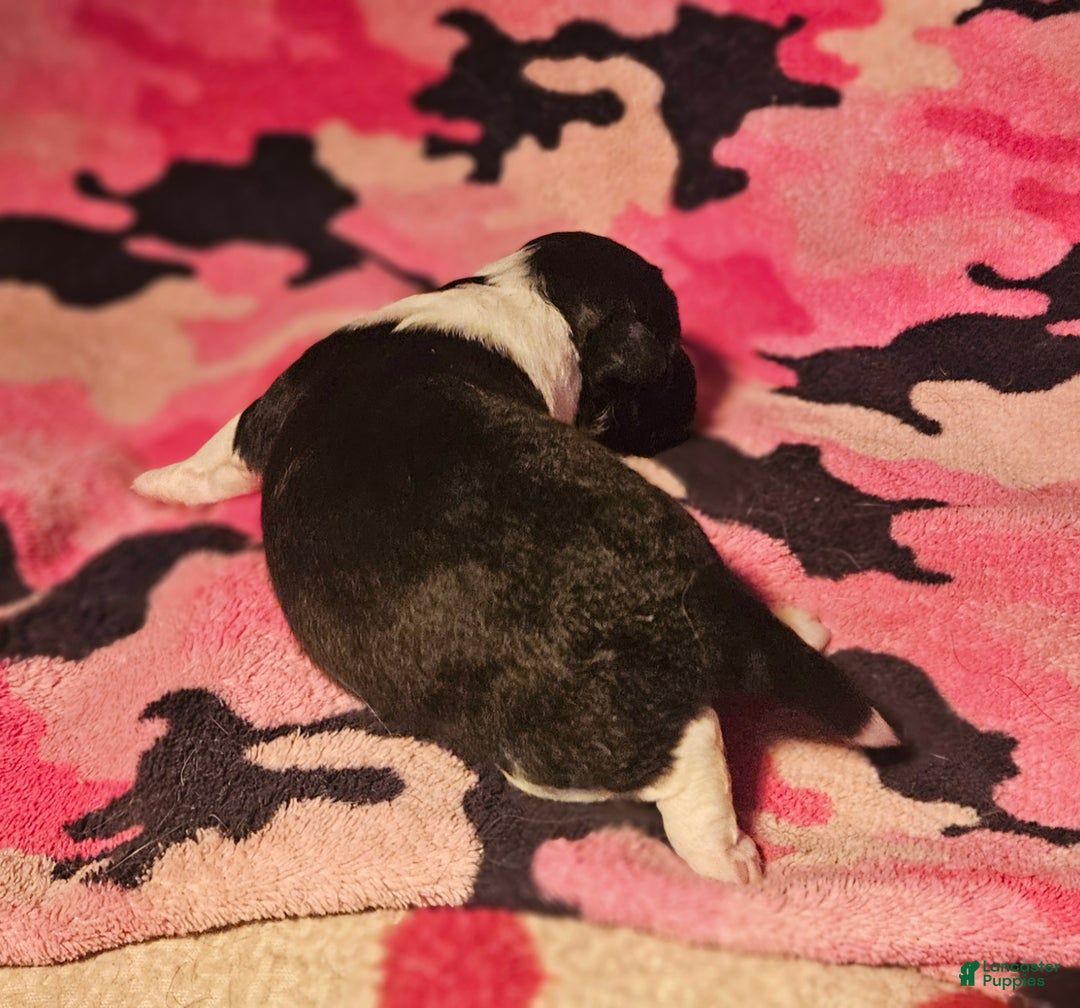 Chihuahua dogs for sale: Cindy - Ad 6
