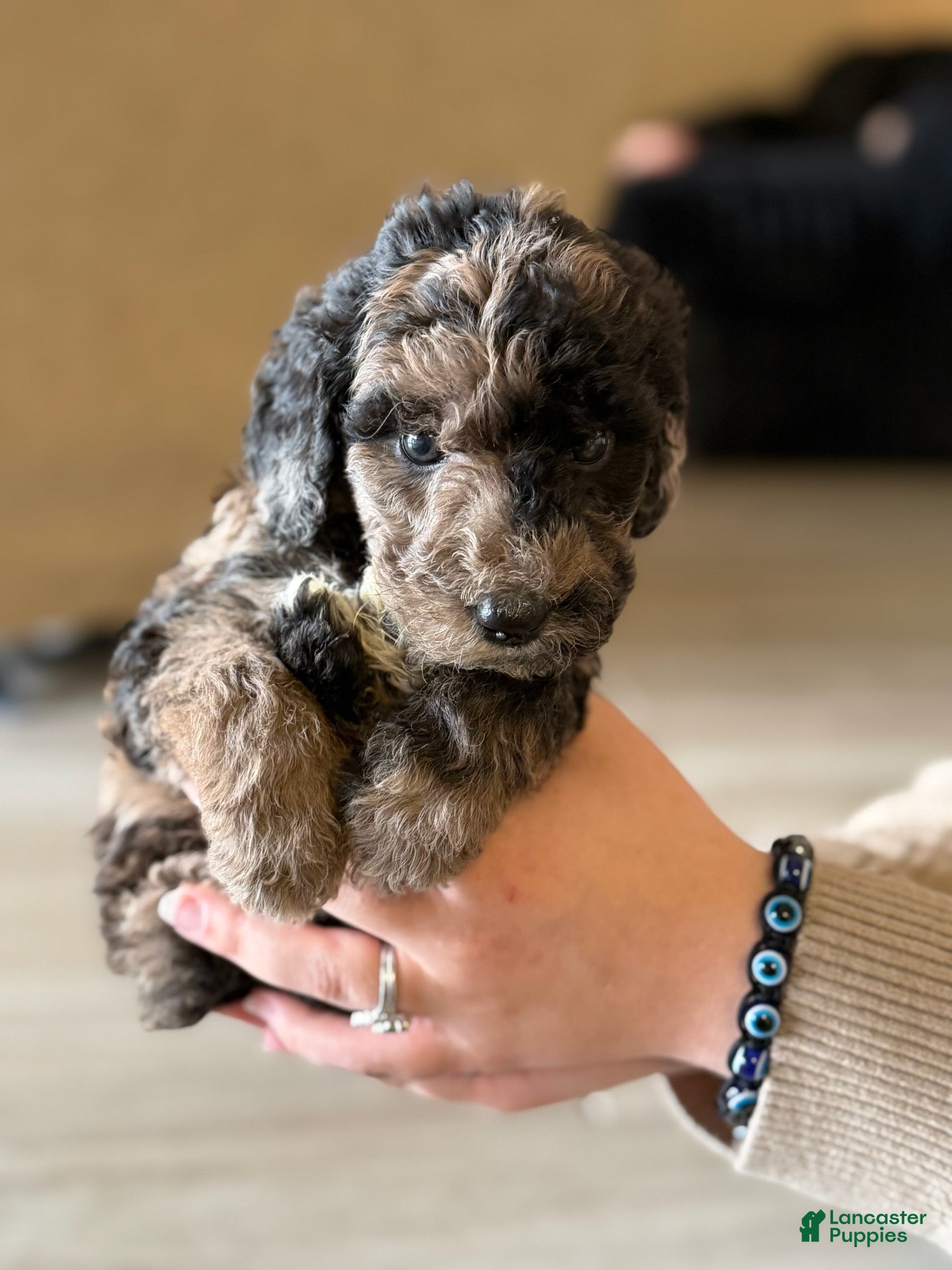 Labradoodle dogs for sale: Snickers - Ad 1