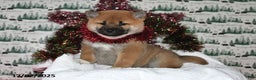 Shiba Inu dogs for sale: Liliana - Ad 5