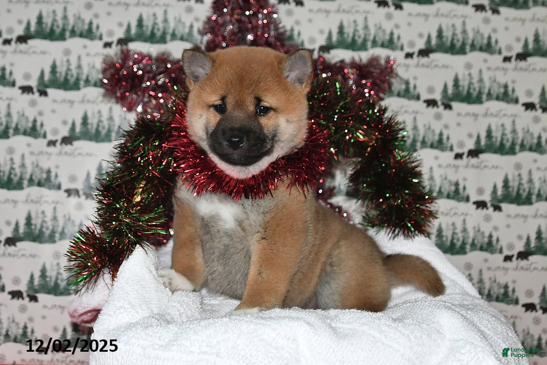 Shiba Inu dogs for sale: Liliana - Ad 5