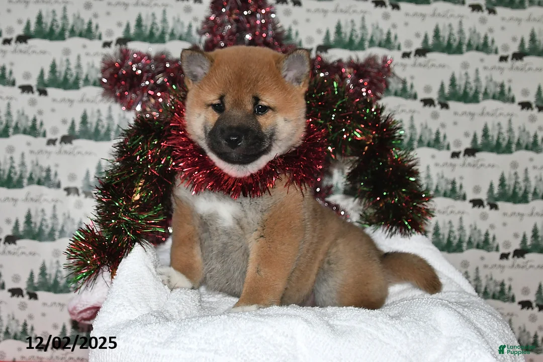 Shiba Inu dogs for sale: Liliana - Ad 5