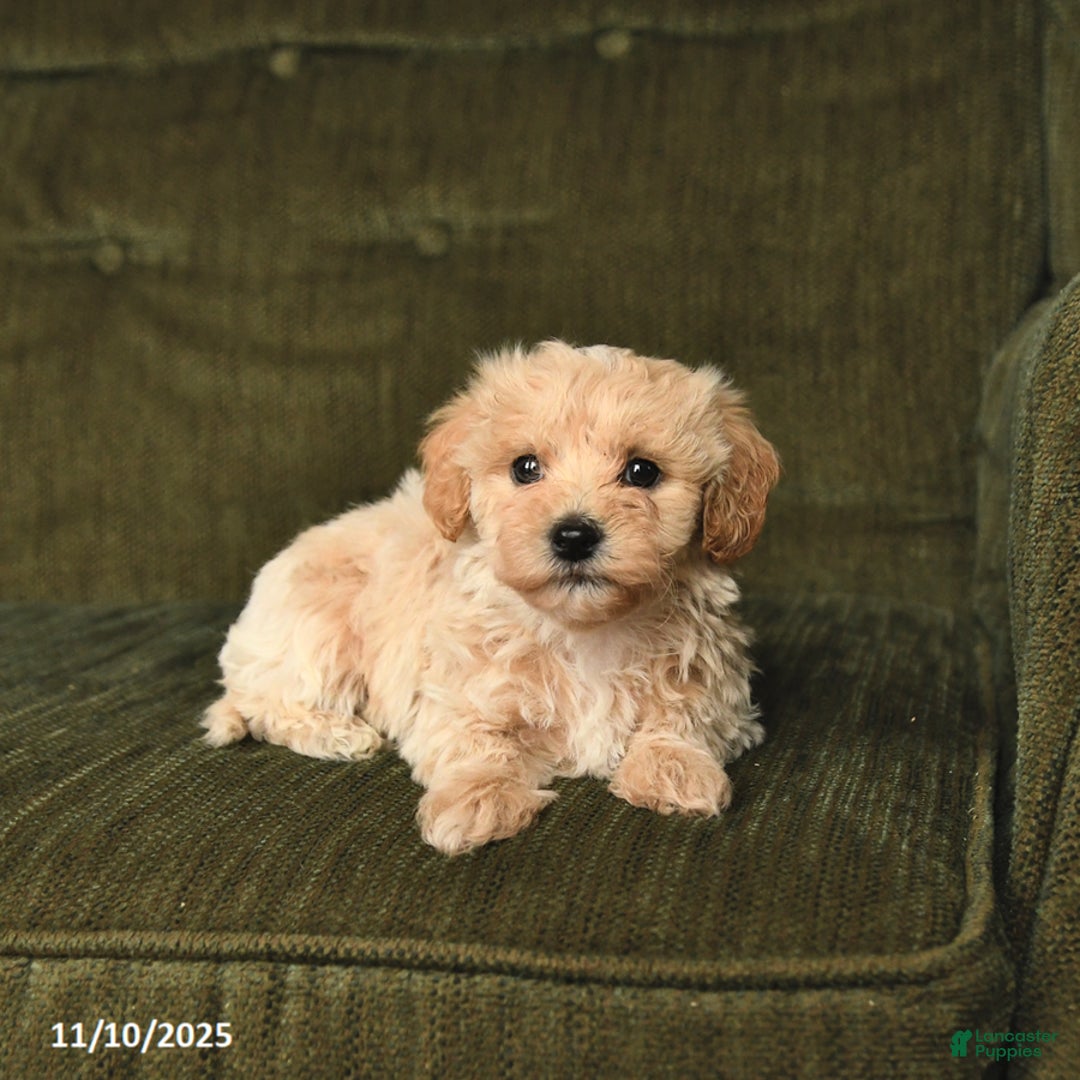Maltipoo dogs for sale: Lucas - Ad 4