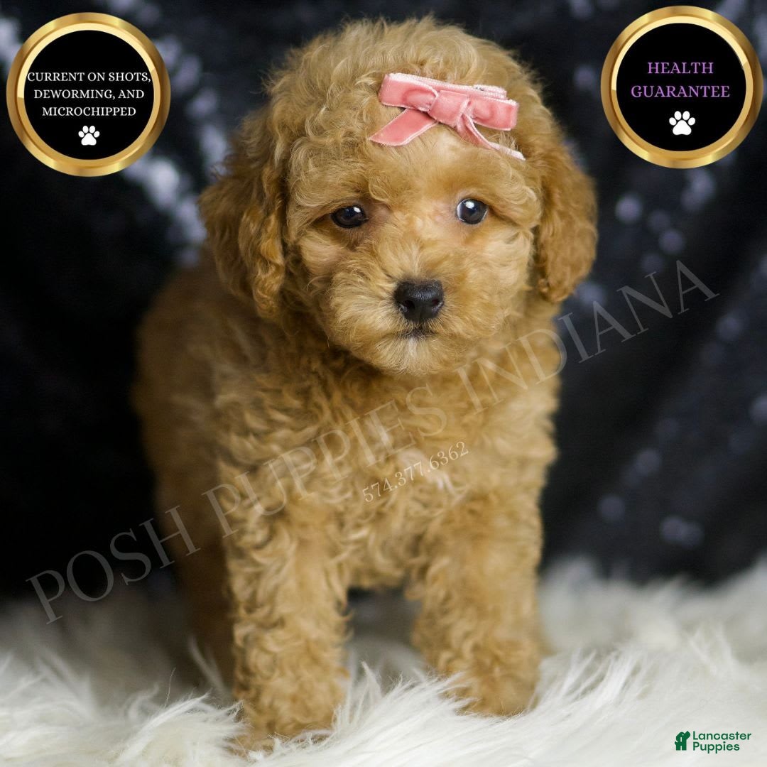 Maltipoo dogs Adore - Ad 1