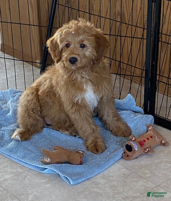 Mini Bernedoodle dogs Penny - Ad 1