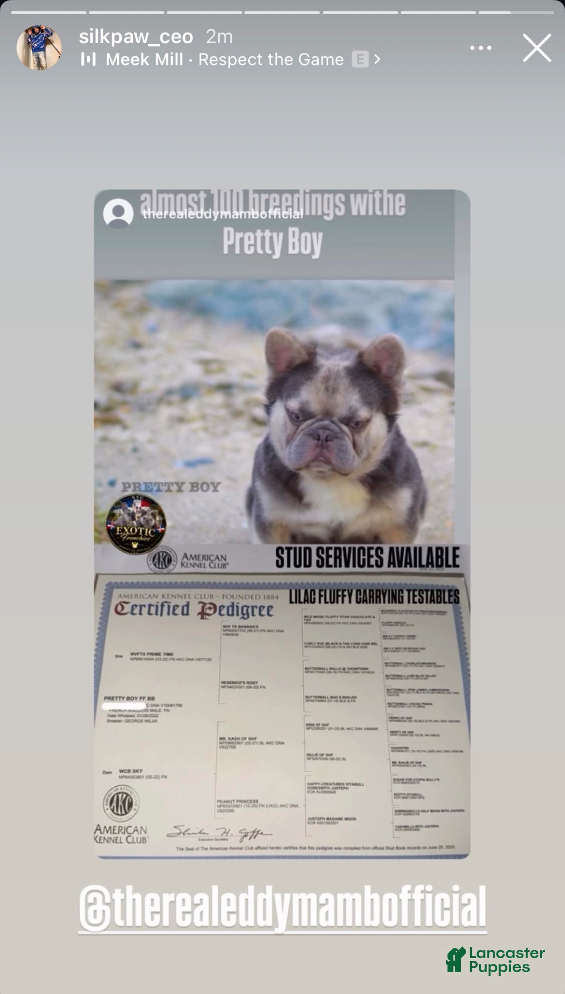French Bulldog dogs NYC exotic frenchies - Ad 15
