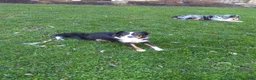 Miniature Australian Shepherd dogs for sale: Ashton - Ad 3