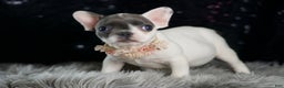 French Bulldog dogs for sale: Vivian - Ad 7