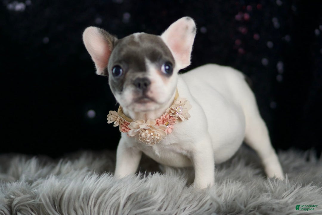 French Bulldog dogs for sale: Vivian - Ad 7