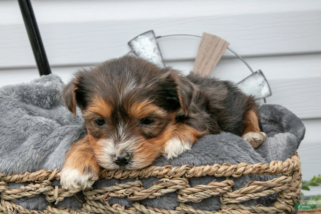 Yorkiepoo dogs for sale: Tally - Ad 3