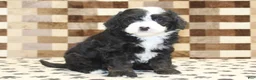 Mini Bernedoodle dogs for sale: Diesel - Ad 4