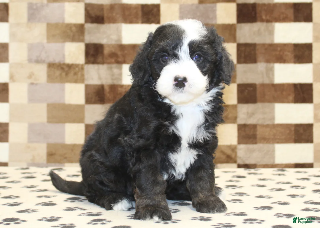Mini Bernedoodle dogs for sale: Diesel - Ad 4