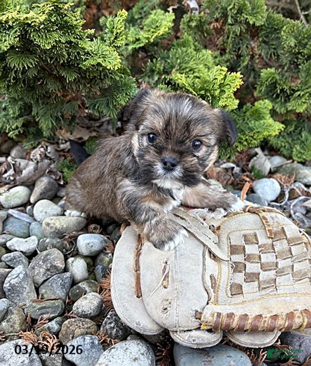 Shorkie dogs for sale: Mia  - Ad 1