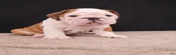 English Bulldog dogs for sale: Bruno - Ad 28