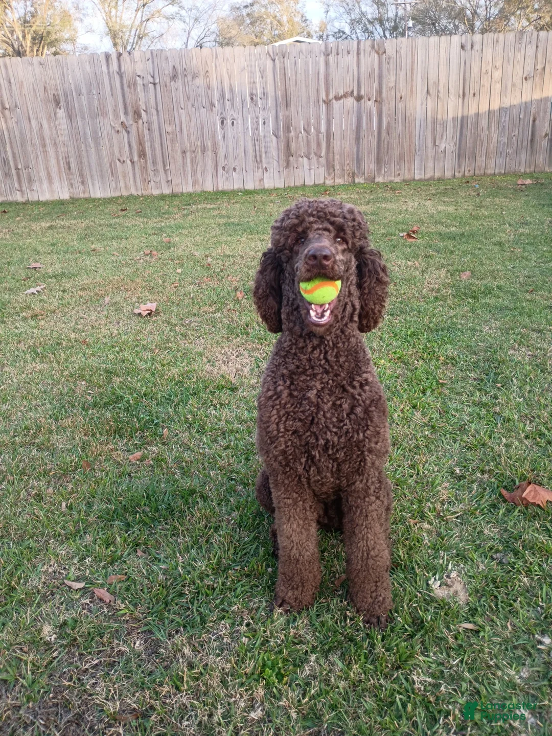 Goldendoodle dogs for sale: Goldendoodle Puppy 5 - Ad 2