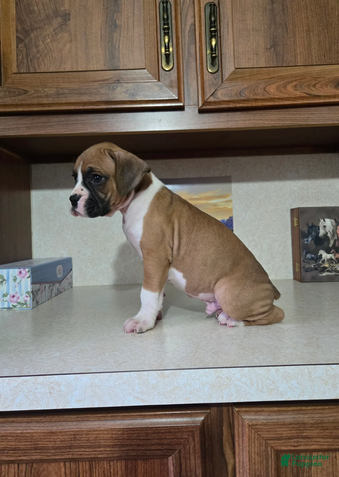 Boxer dogs for sale: Charlie - Ad 2