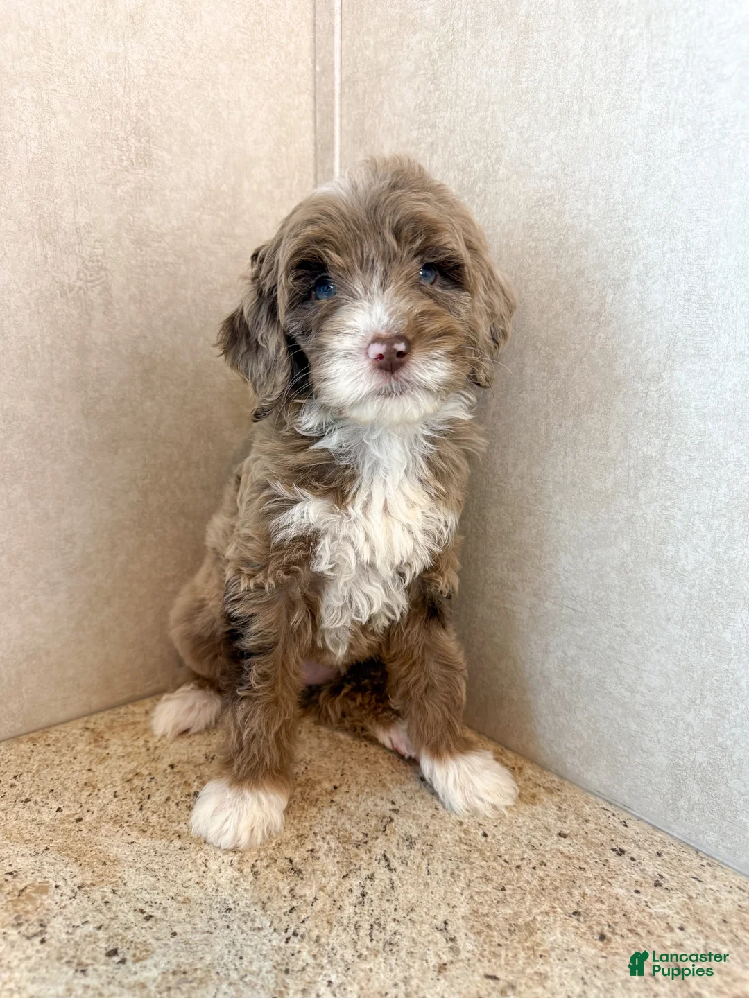 Mini Goldendoodle dogs for sale: Dream - Ad 5