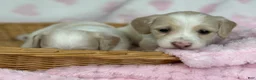 Miniature Dachshund dogs for sale: 2nd pick - Ad 5