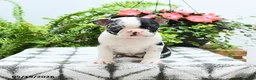 Boston Terrier dogs for sale: Alani - Ad 4