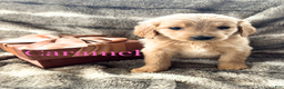 Goldendoodle dogs for sale: Caramel - Ad 1