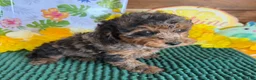 Cockapoo dogs for sale: Bella  - Ad 4
