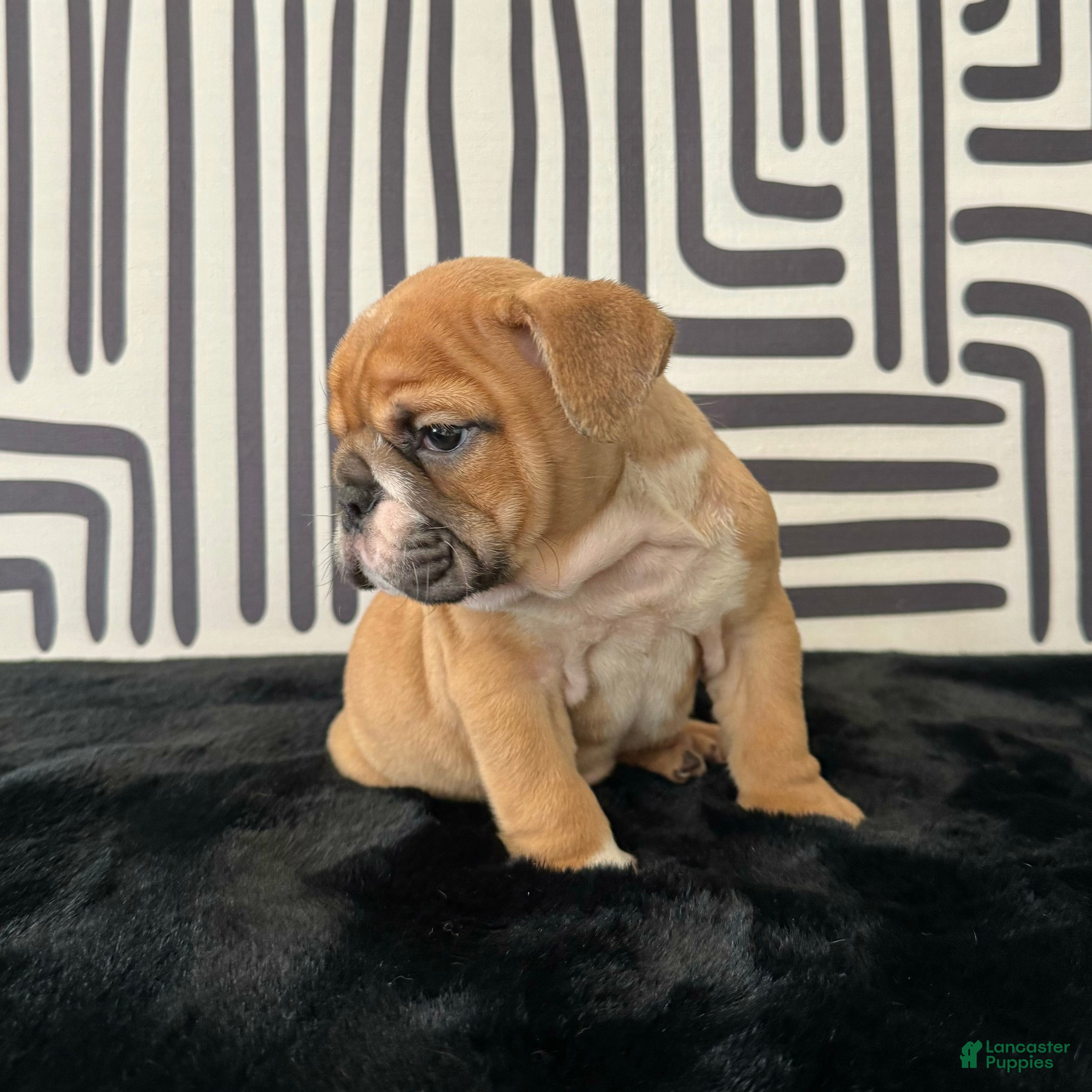 English Bulldog dogs Nugget - Ad 2