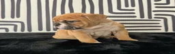 English Bulldog dogs for sale: Nugget - Ad 2