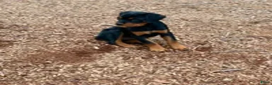 Rottweiler Puppy 1