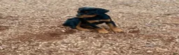 Rottweiler dogs for sale: Rottweiler Puppy 1 - Ad 1