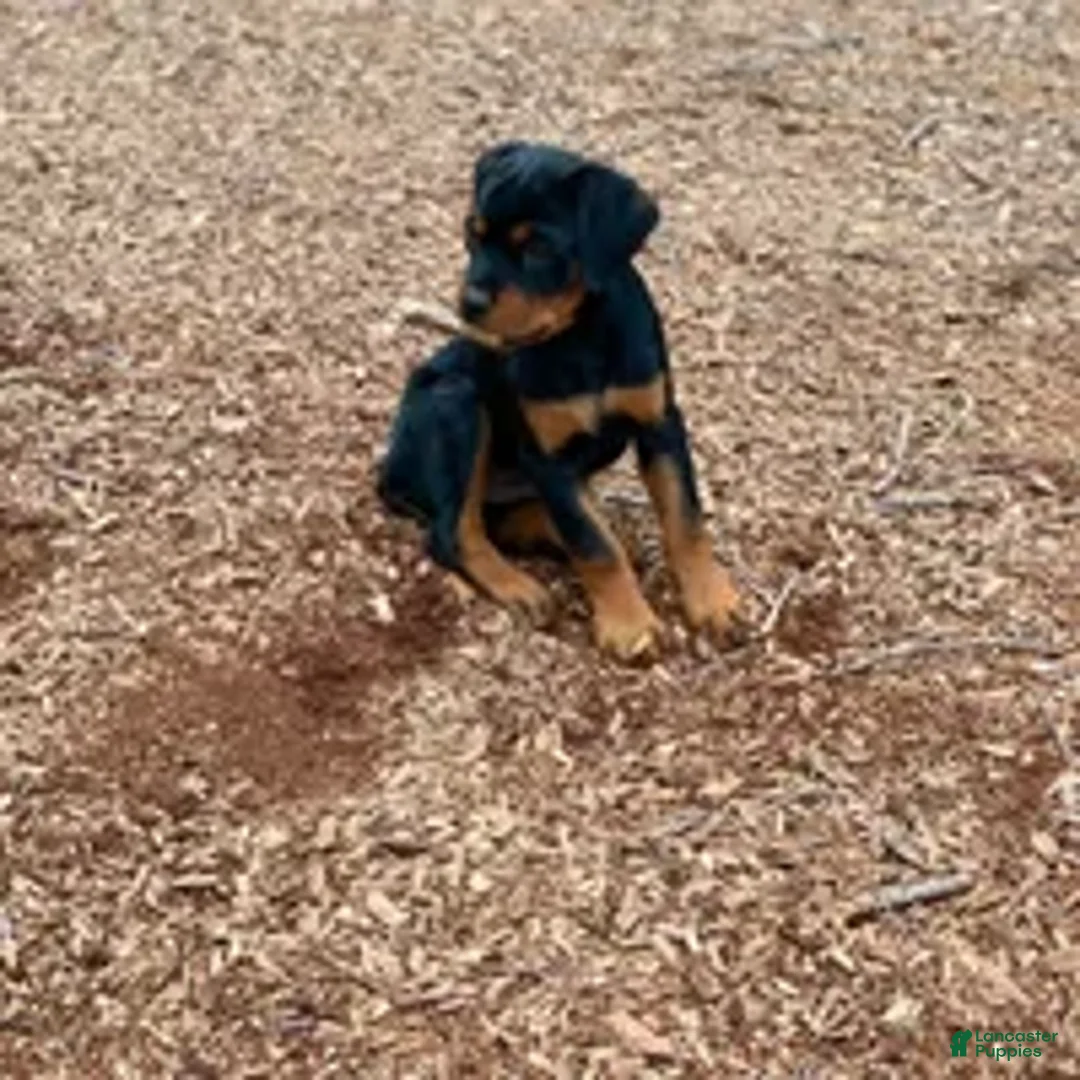 Rottweiler dogs for sale: Rottweiler Puppy 1 - Ad 1