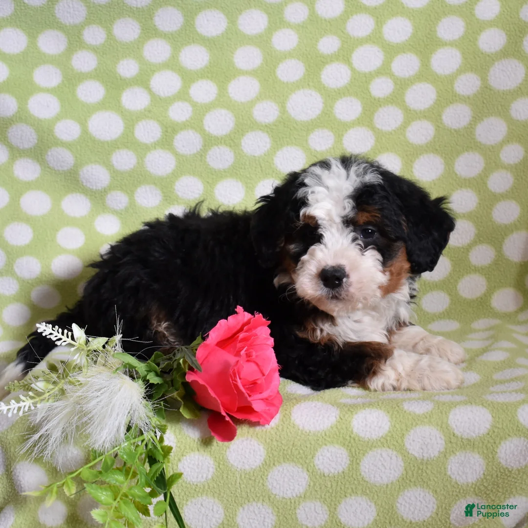 Bernedoodle dogs for sale: Gabby - Ad 3