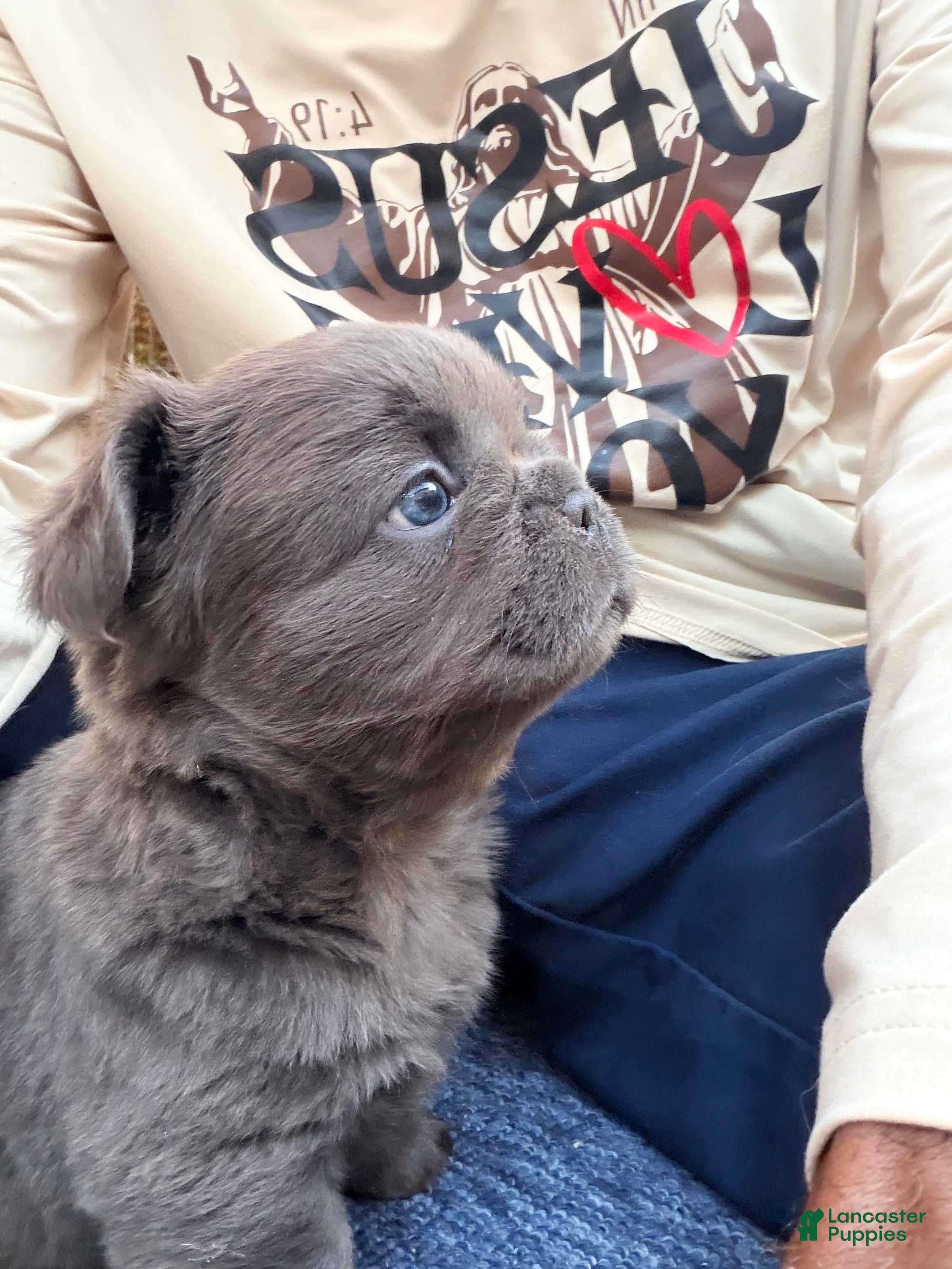 French Bulldog dogs French Bulldog 1 - Ad 2