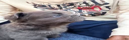 French Bulldog dogs for sale: French Bulldog 1 - Ad 2