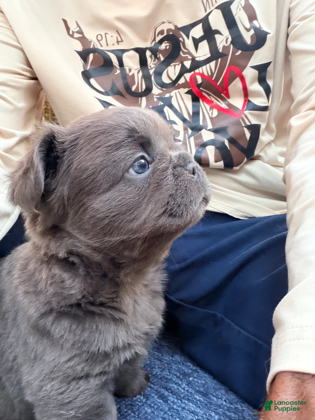 French Bulldog dogs for sale: French Bulldog 1 - Ad 2