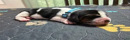 Basset Hound dogs for sale: Pedro- light blue - Ad 5