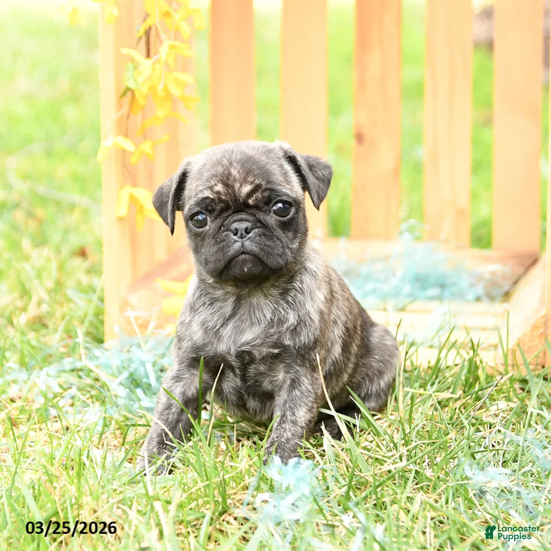 Pug dogs for sale: Sunshine - Ad 3