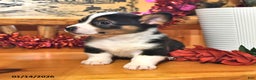 Welsh Corgi Pembroke dogs for sale: Sassy - Ad 2